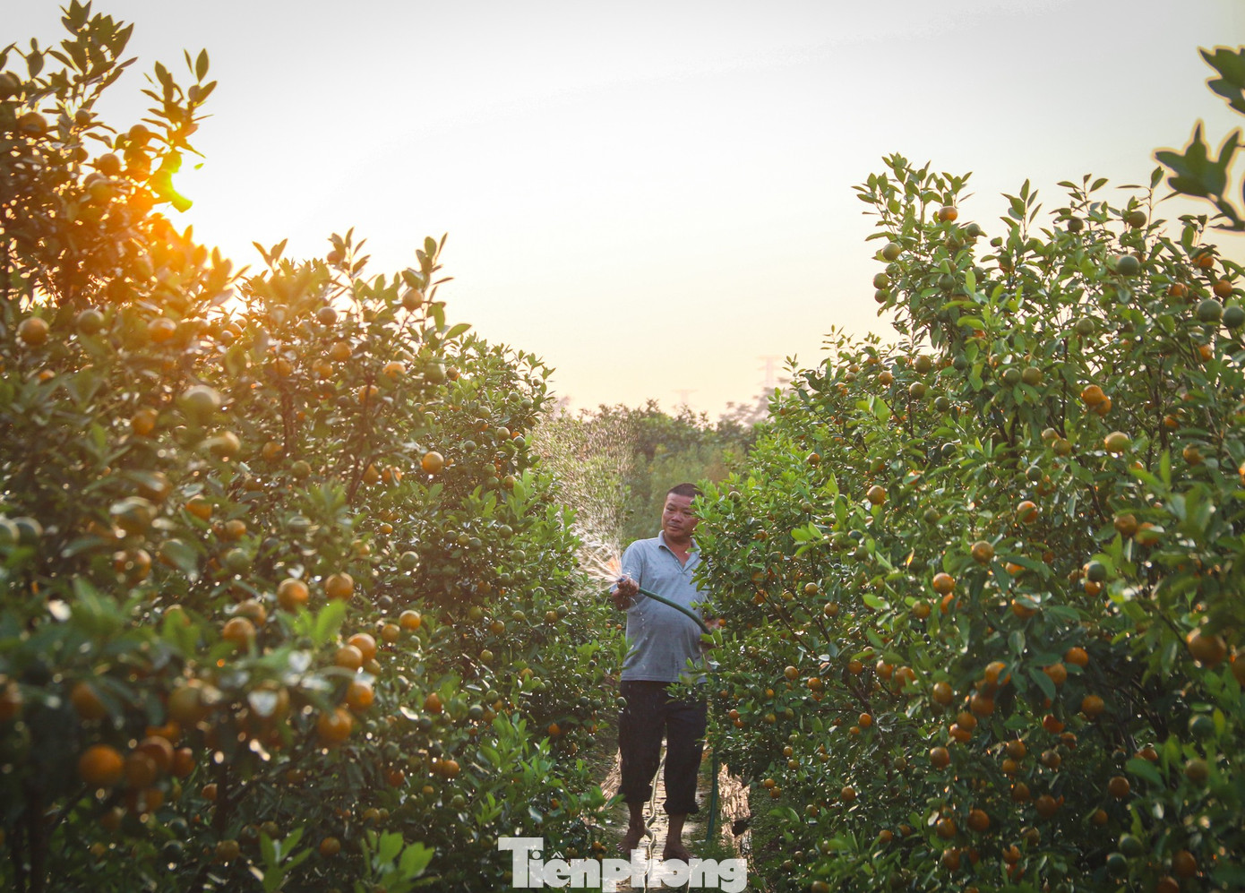 Bưởi cảnh, quất thế hàng chục triệu đồng 'rục rịch' xuống phố - Ảnh 9