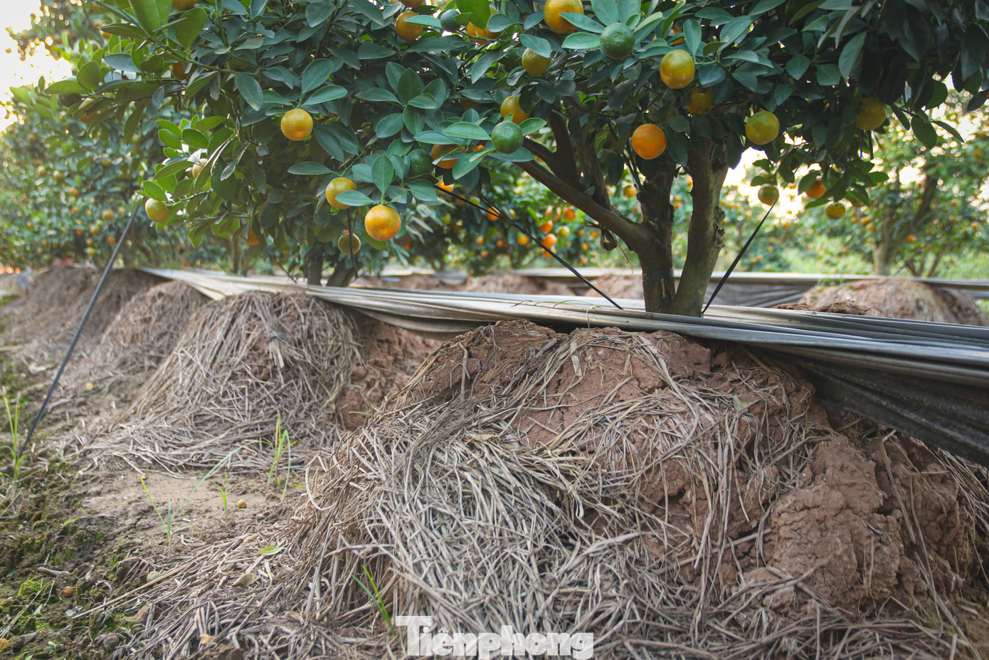 Bưởi cảnh, quất thế hàng chục triệu đồng 'rục rịch' xuống phố - Ảnh 13