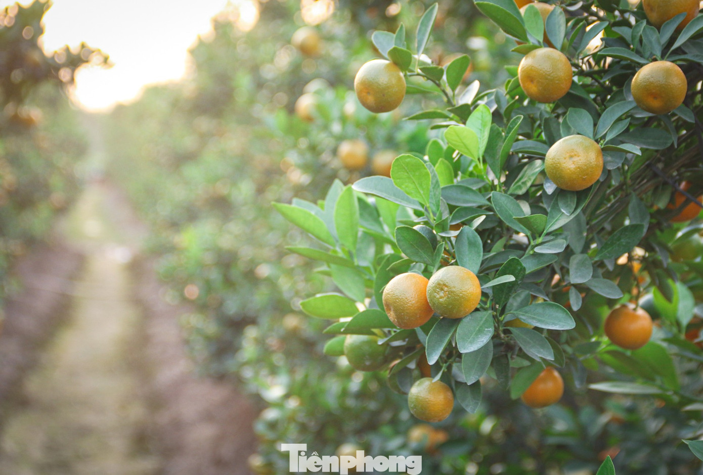 Bưởi cảnh, quất thế hàng chục triệu đồng 'rục rịch' xuống phố - Ảnh 10