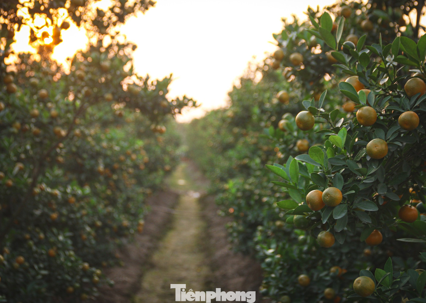 Bưởi cảnh, quất thế hàng chục triệu đồng 'rục rịch' xuống phố - Ảnh 17