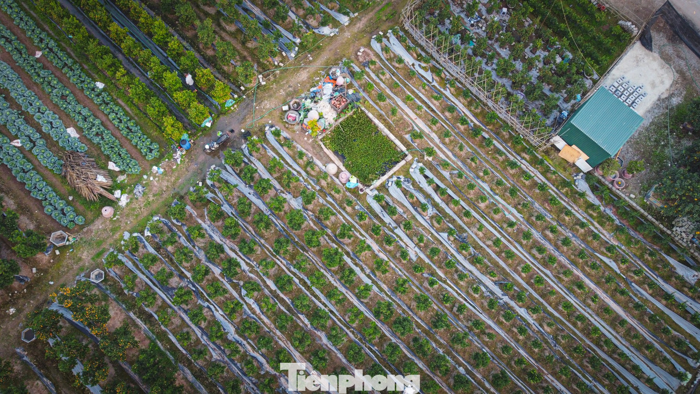 Bưởi cảnh, quất thế hàng chục triệu đồng 'rục rịch' xuống phố - Ảnh 14