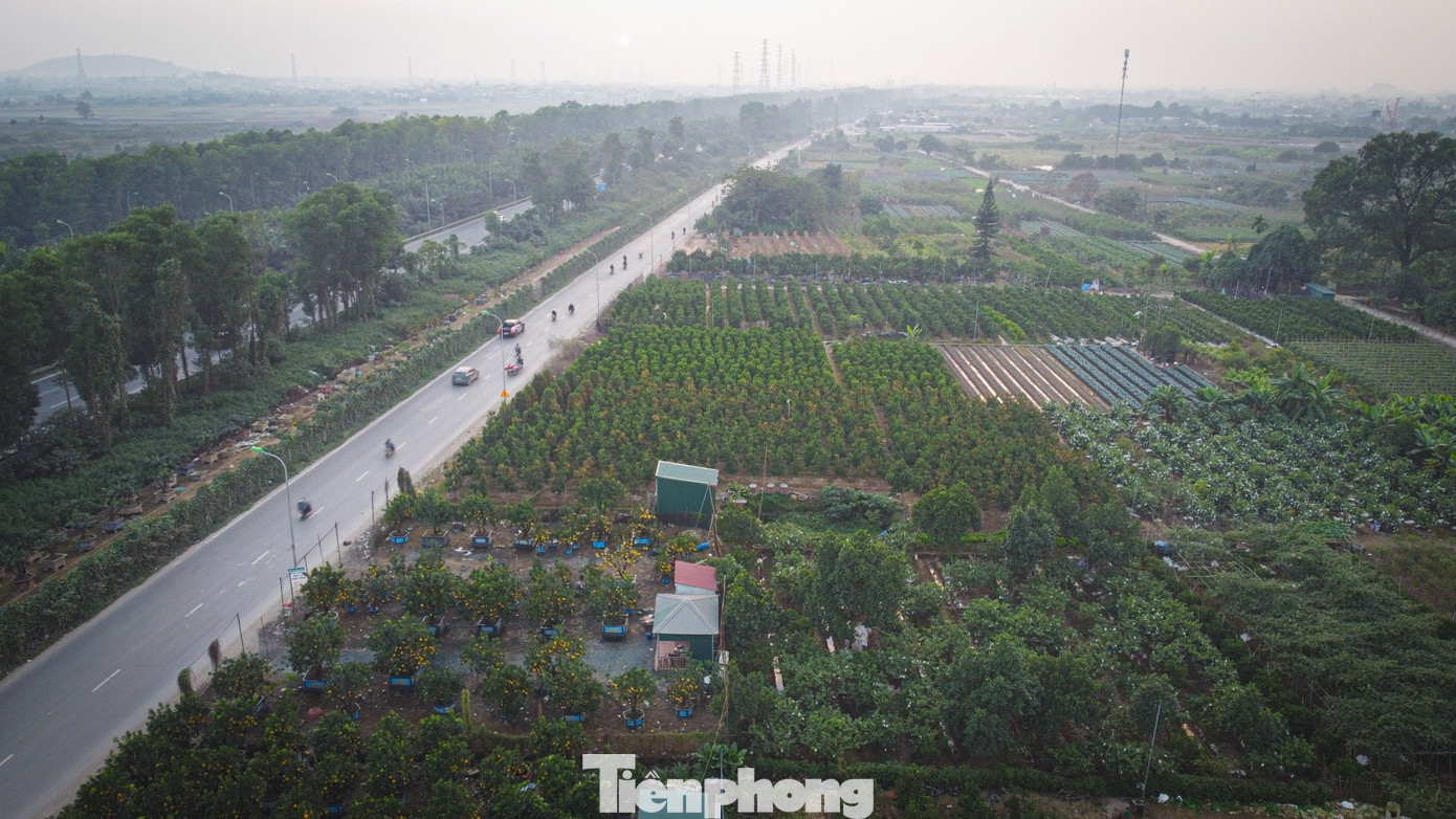 Bưởi cảnh, quất thế hàng chục triệu đồng 'rục rịch' xuống phố - Ảnh 16