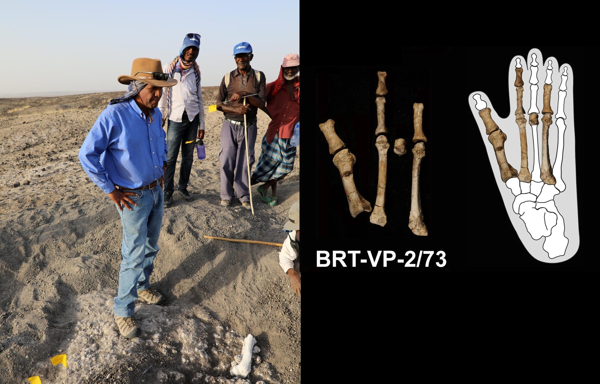 Bàn chân 3,4 triệu tuổi làm thay đổi lịch sử loài người - Ảnh 1