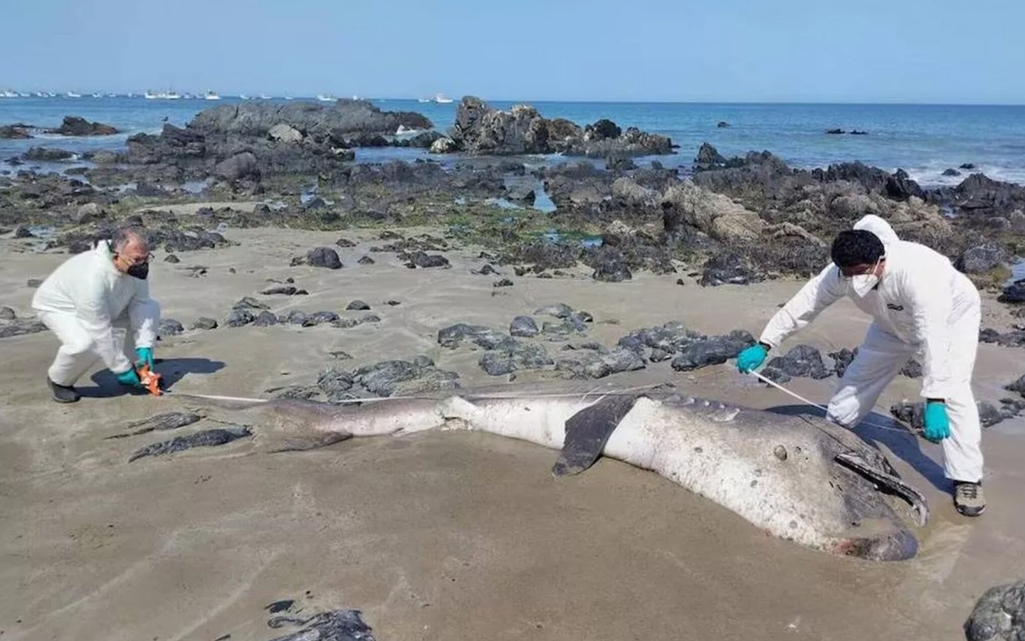 Hai con cá mập miệng rộng khổng lồ, loài chỉ được nhìn thấy chưa đến 300 lần trong lịch sử, liên tiếp mắc cạn tại Peru khiến giới khoa học lo ngại! - Ảnh 4