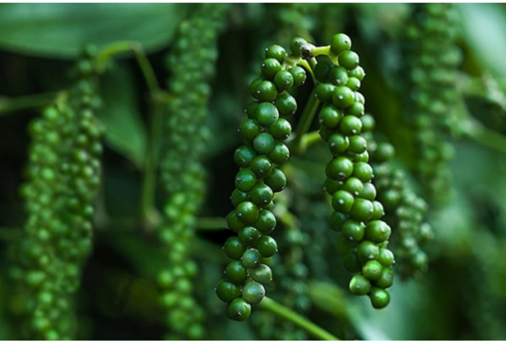 6 "kho báu" mang về 10,8 triệu tỷ đồng cho Việt Nam; Tiến thẳng vào Top 15 của thế giới - Ảnh 1