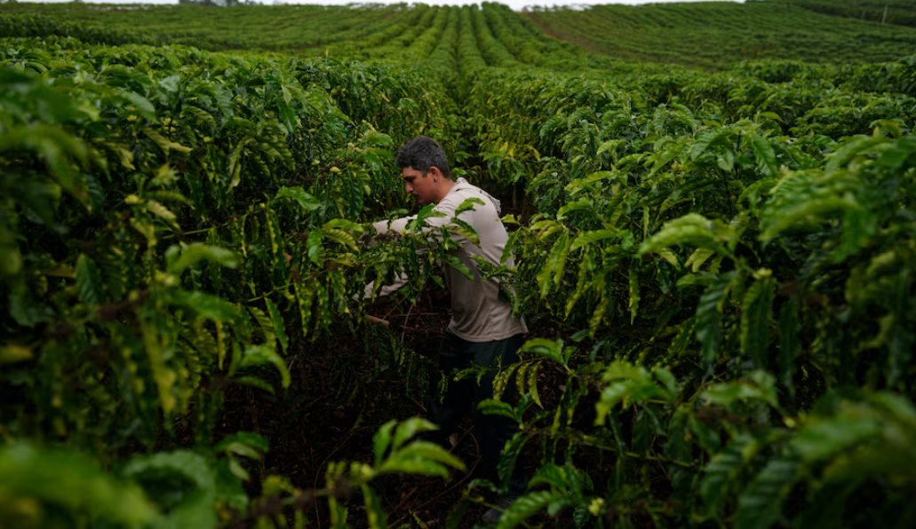 Cà phê robusta trỗi dậy: Một quốc gia BRICS đặt mục tiêu tăng sản lượng gấp 150 lần, Việt Nam đang dẫn đầu thế giới - Ảnh 1