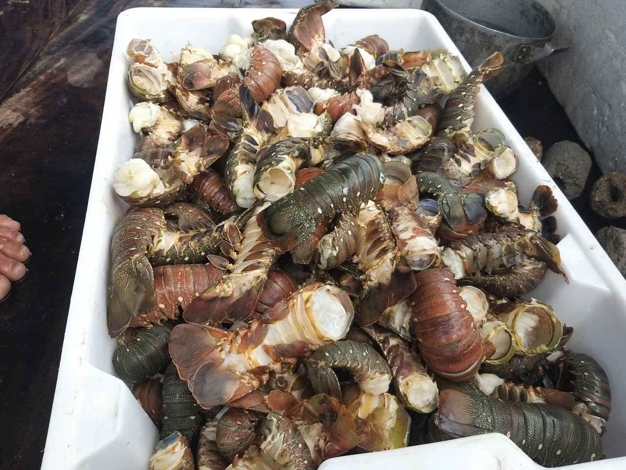 Tôm hùm chết hàng loạt trong mưa lũ, người nuôi “ôm đầu”! - Ảnh 1