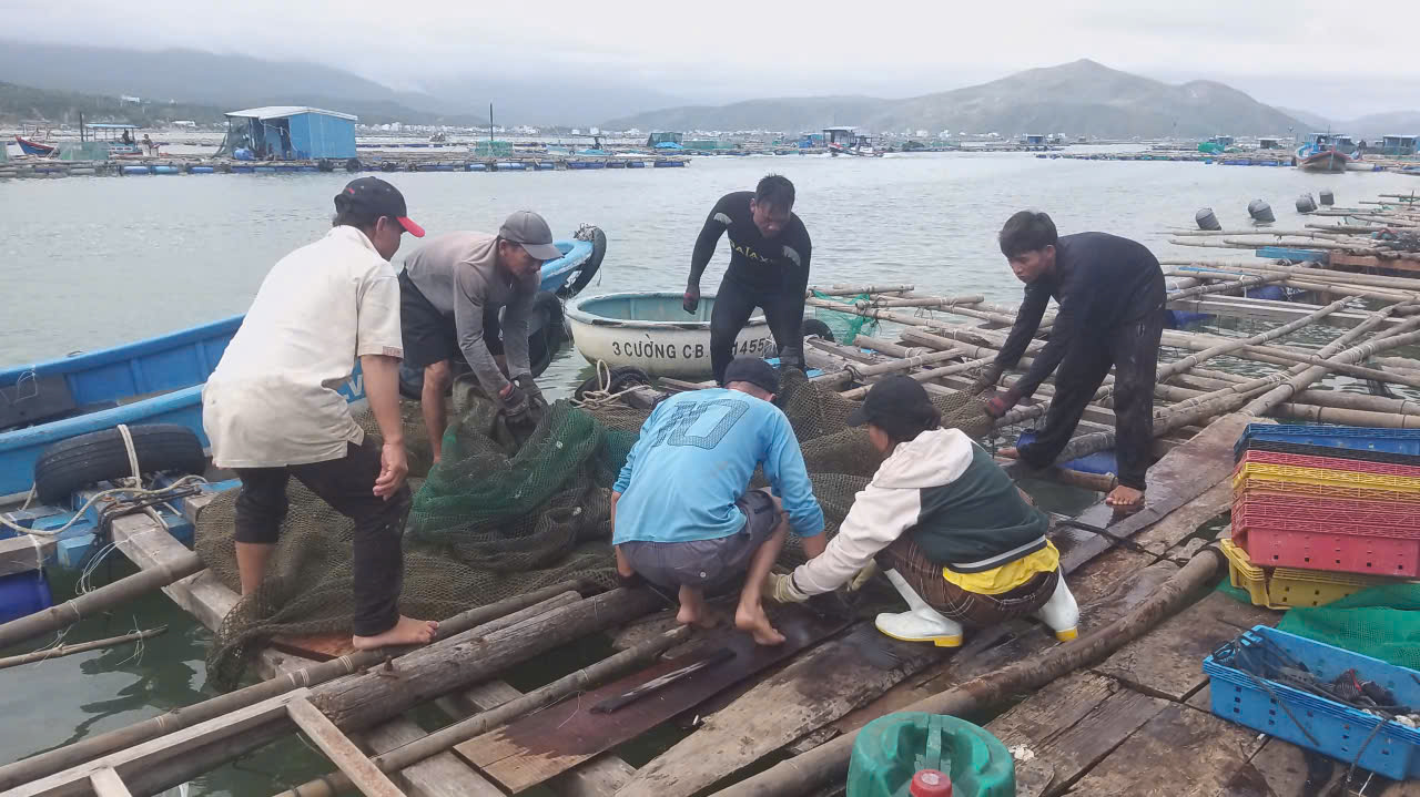 Tôm hùm chết hàng loạt trong mưa lũ, người nuôi “ôm đầu”! - Ảnh 4