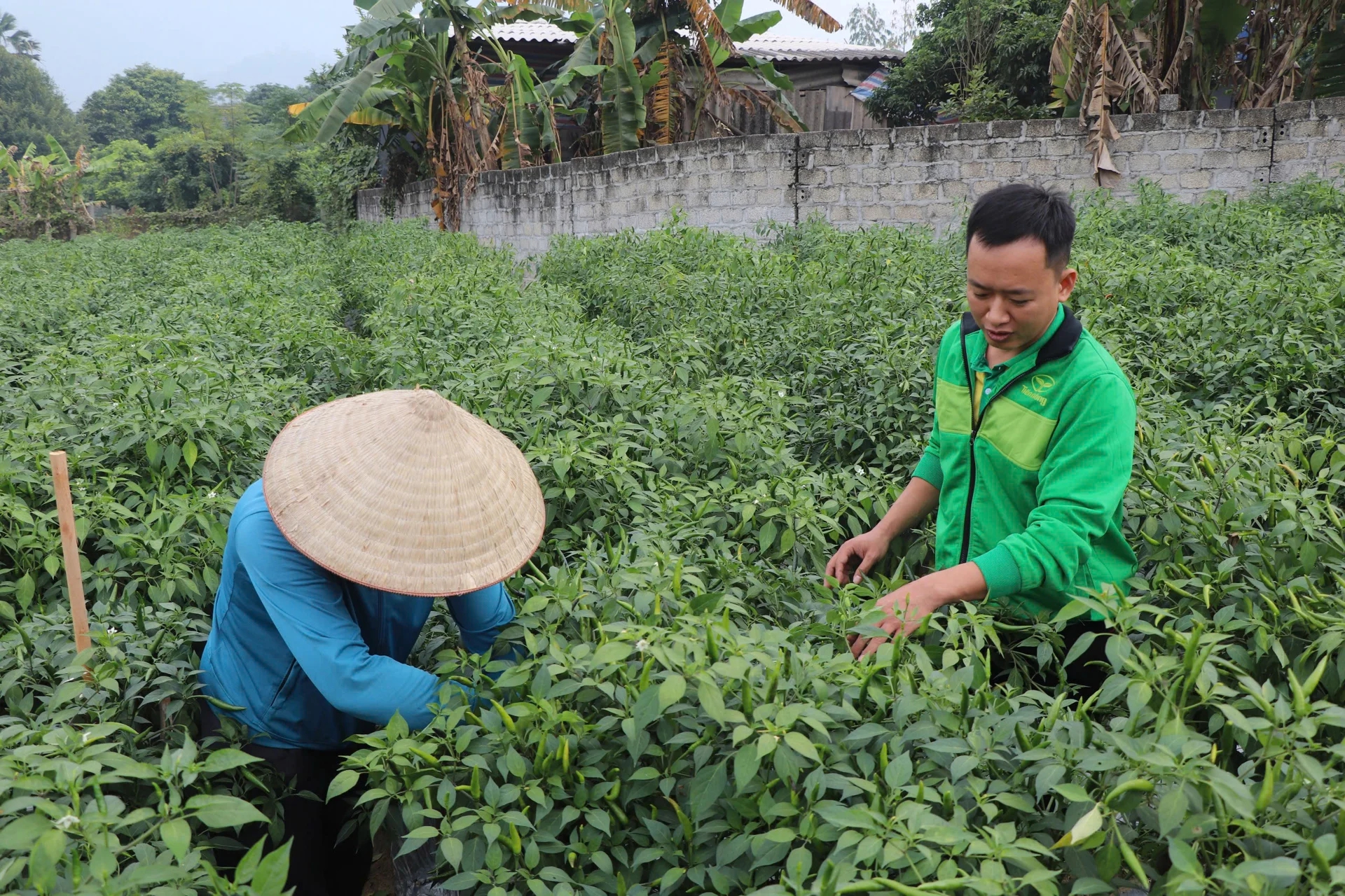 Loại quả tăng giá kỷ lục, nông dân Tuyên Quang thu gần tỷ đồng/vụ - Ảnh 1