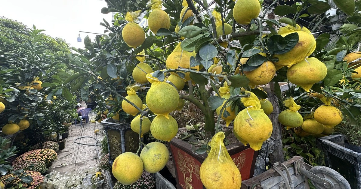 Hoa kiểng đổ về TP.HCM đón tết sớm