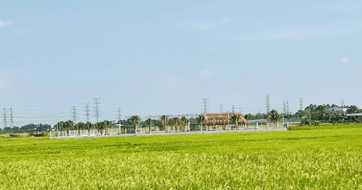 Sở Nông nghiệp - Môi trường lý giải vì sao giá đất nông nghiệp thấp