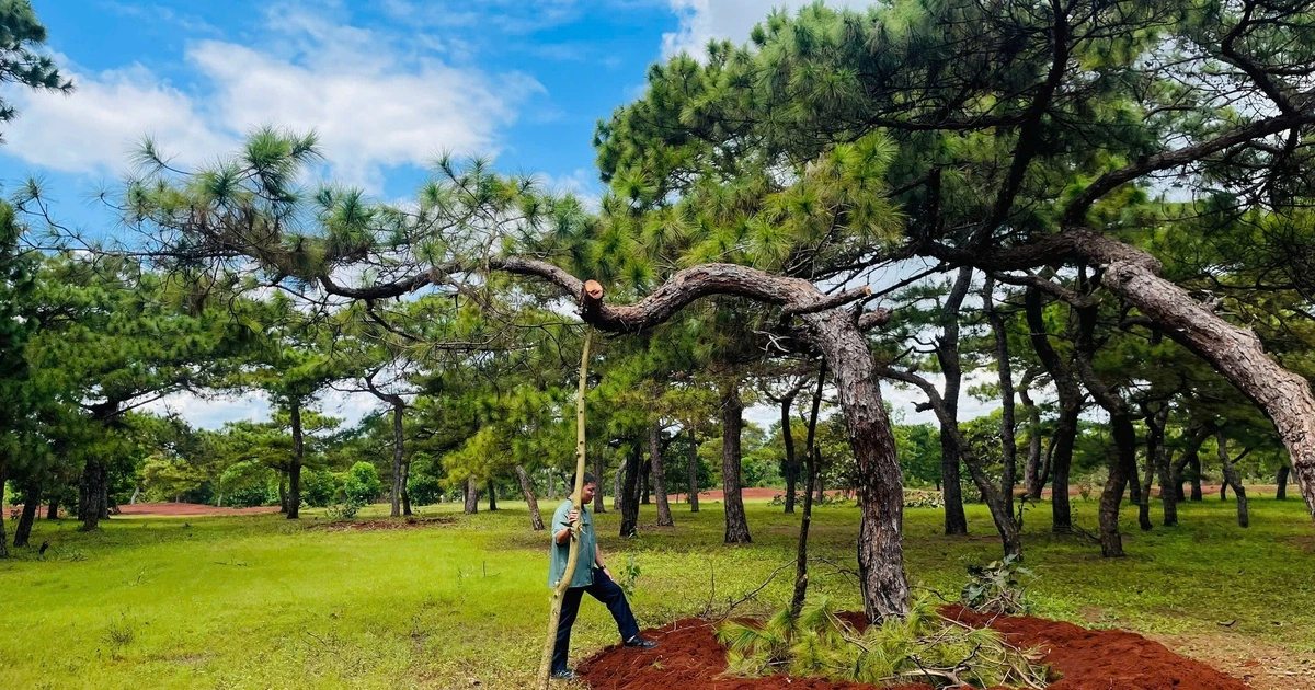 Chấp thuận đầu tư sân golf Đăk Đoa hơn 1.150 tỉ đồng