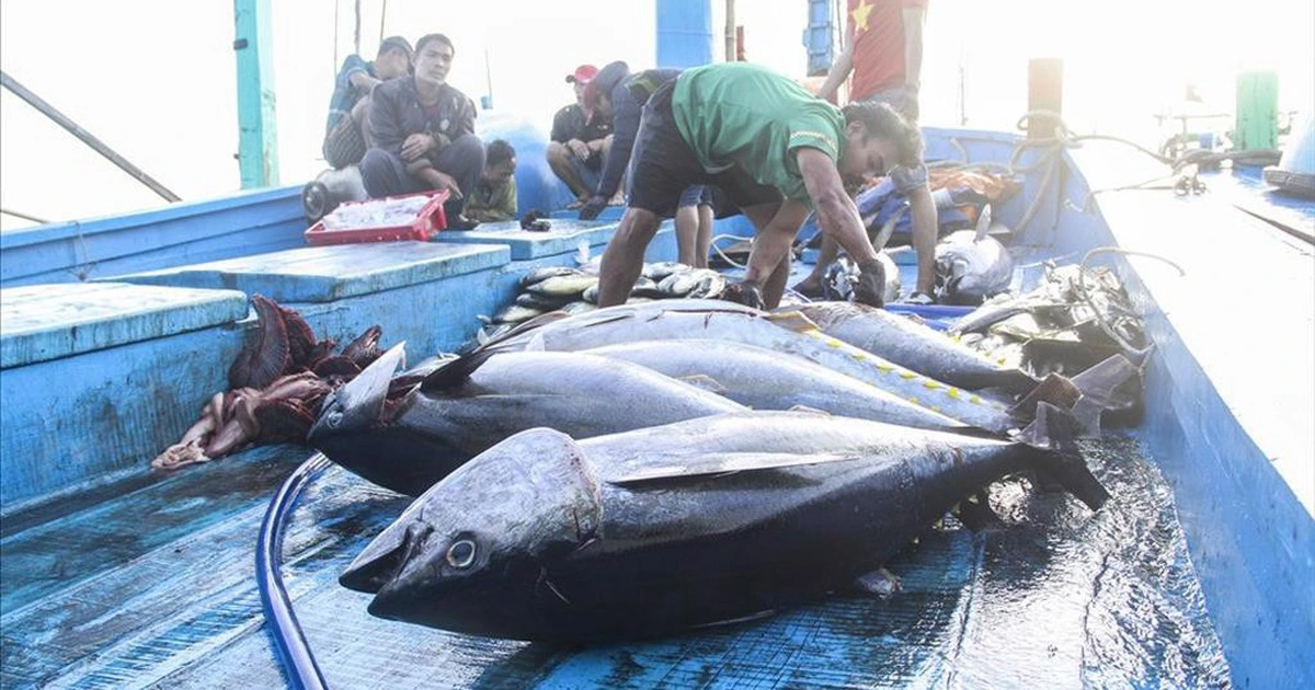 Xuất khẩu thủy sản sang Mỹ nguy cơ ách tắc vì giấy chứng nhận xuất xứ