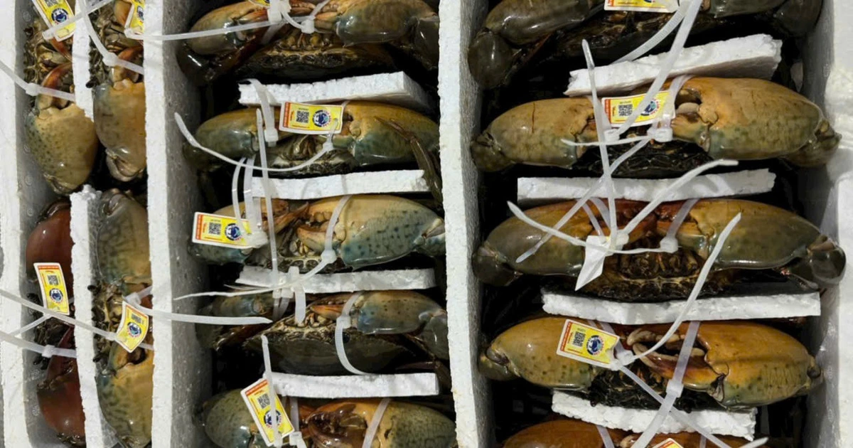 Cà Mau phát triển vùng nguyên liệu cua biển xuất khẩu sang Trung Quốc