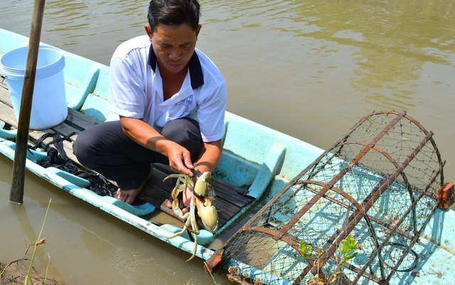 Cà Mau phát triển vùng nguyên liệu cua biển xuất khẩu sang Trung Quốc - Ảnh 1