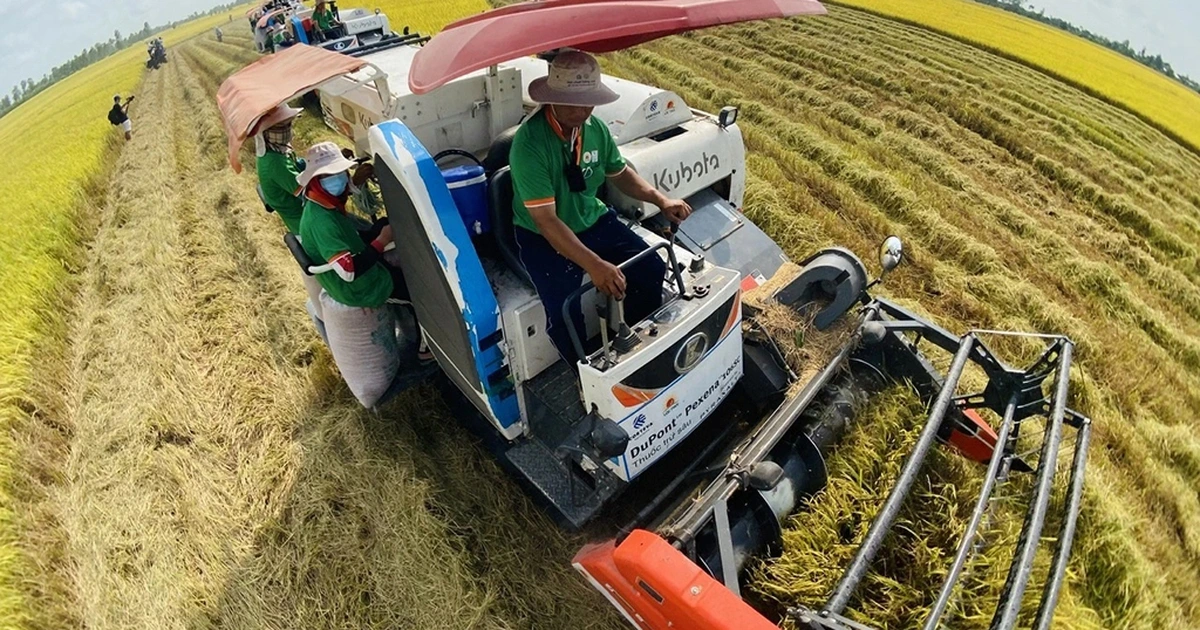 Đã đến lúc tính lại chiến lược cho gạo