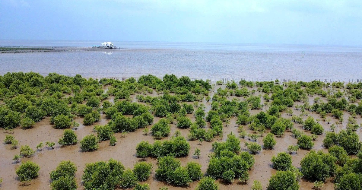 Cà Mau dẫn đầu trồng rừng ven biển