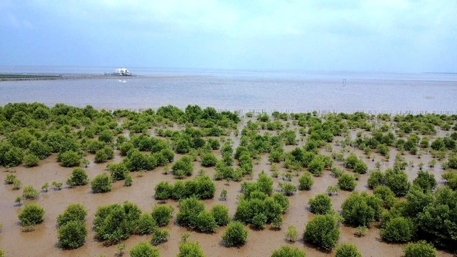 Cà Mau dẫn đầu trồng rừng ven biển - Ảnh 1