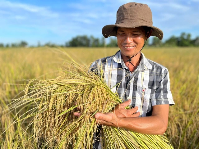 Lúa gạo miền Tây thay đổi tư duy 'làm nhiều' sang 'làm đúng' - Ảnh 3