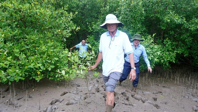 Cà Mau dẫn đầu trồng rừng ven biển - Ảnh 2