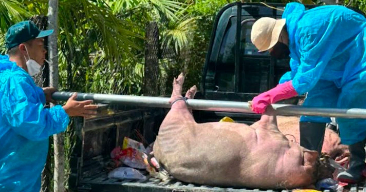 Dịch bệnh gia súc cuối năm diễn biến thế nào?