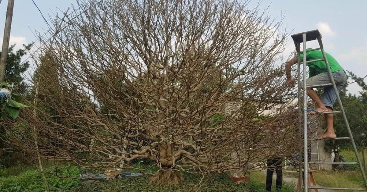 Người trồng hoa đối diện 'nỗi lo kép'