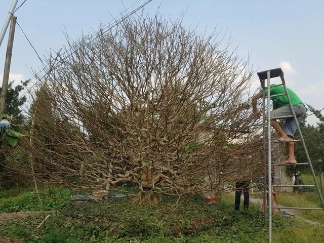 Người trồng hoa đối diện 'nỗi lo kép' - Ảnh 1