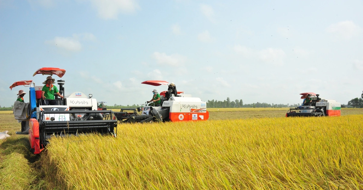 Gạo Việt từ ngon nhất đến 'xanh' nhất thế giới