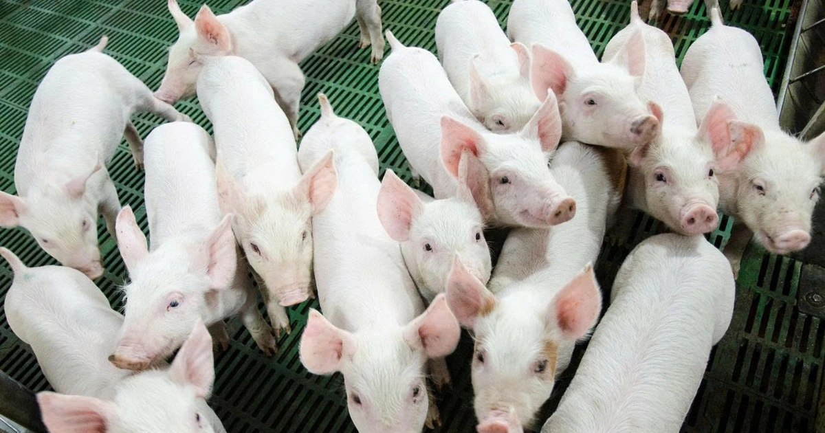 Nông nghiệp Hòa Phát: Từ 'tay mơ' đến công ty chăn nuôi hàng đầu Việt Nam