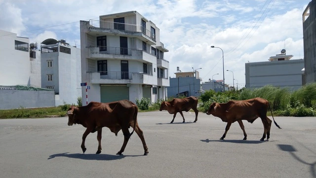 Đề xuất bảng giá đất tại TP.HCM bằng 60% giá thị trường - Ảnh 2