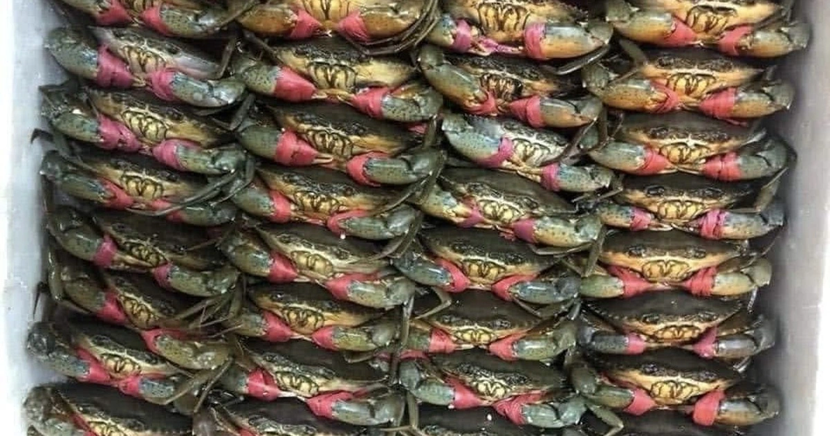 Giá cua Cà Mau tăng mạnh, cao nhất 850.000 đồng mỗi ký trước Tết Dương lịch