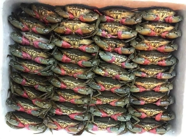 Giá cua Cà Mau tăng mạnh, cao nhất 850.000 đồng mỗi ký trước Tết Dương lịch - Ảnh 1