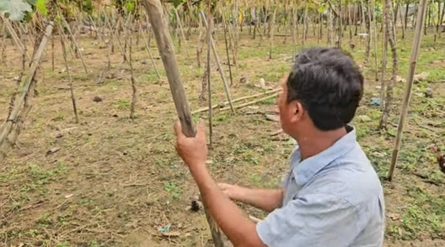 Người làm vườn mất tết vì lũ lụt - Ảnh 2