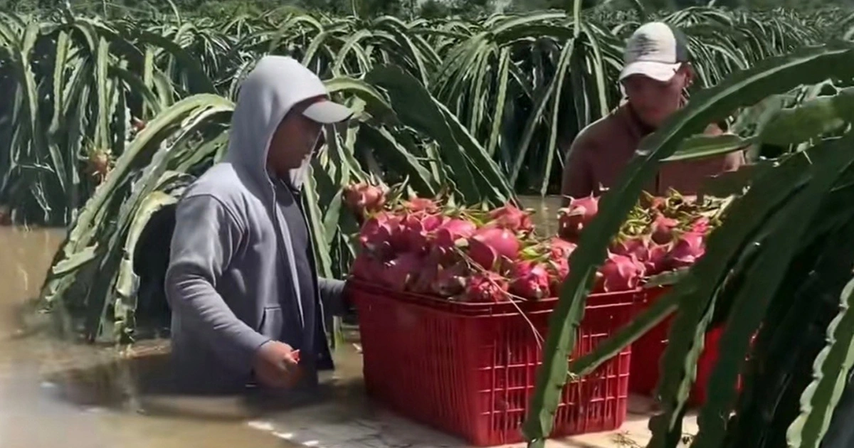 Người làm vườn mất tết vì lũ lụt