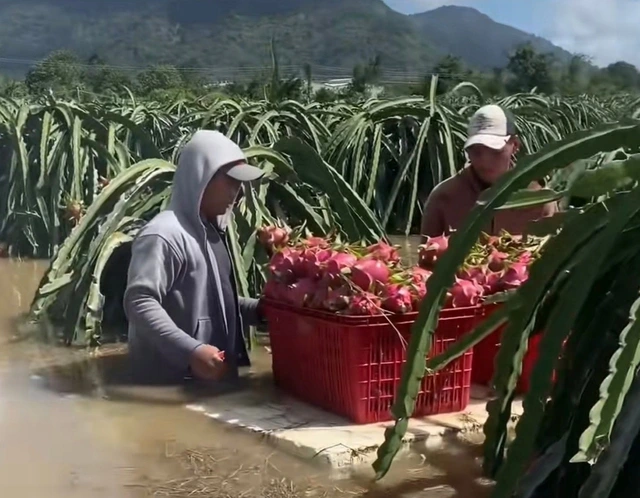 Người làm vườn mất tết vì lũ lụt - Ảnh 1