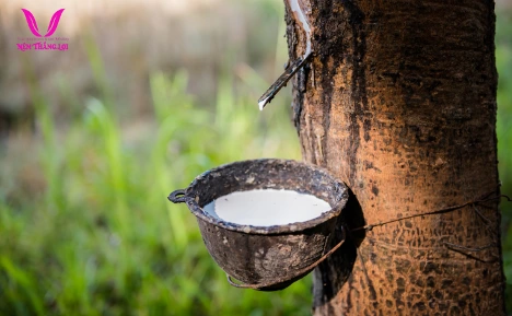 Vì sao nệm cao su thiên nhiên Thắng Lợi là đầu tư hoàn hảo cho sức khỏe? - Ảnh 1