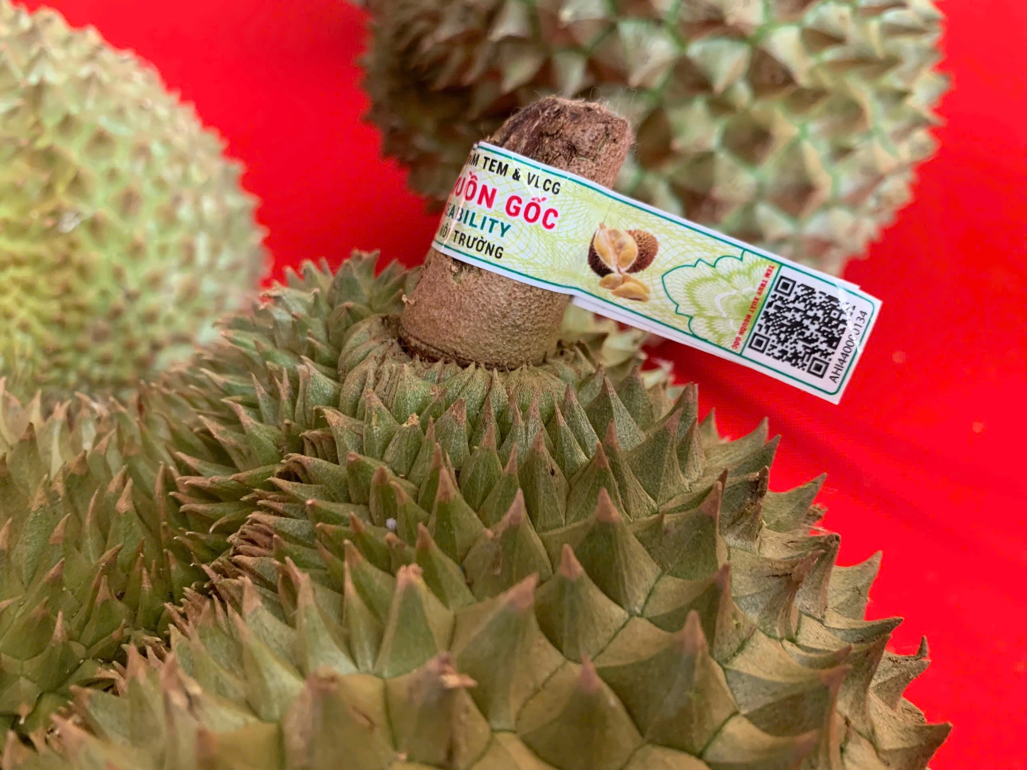 Thí điểm 'căn cước số' truy xuất nguồn gốc trên trái sầu riêng - Ảnh 1