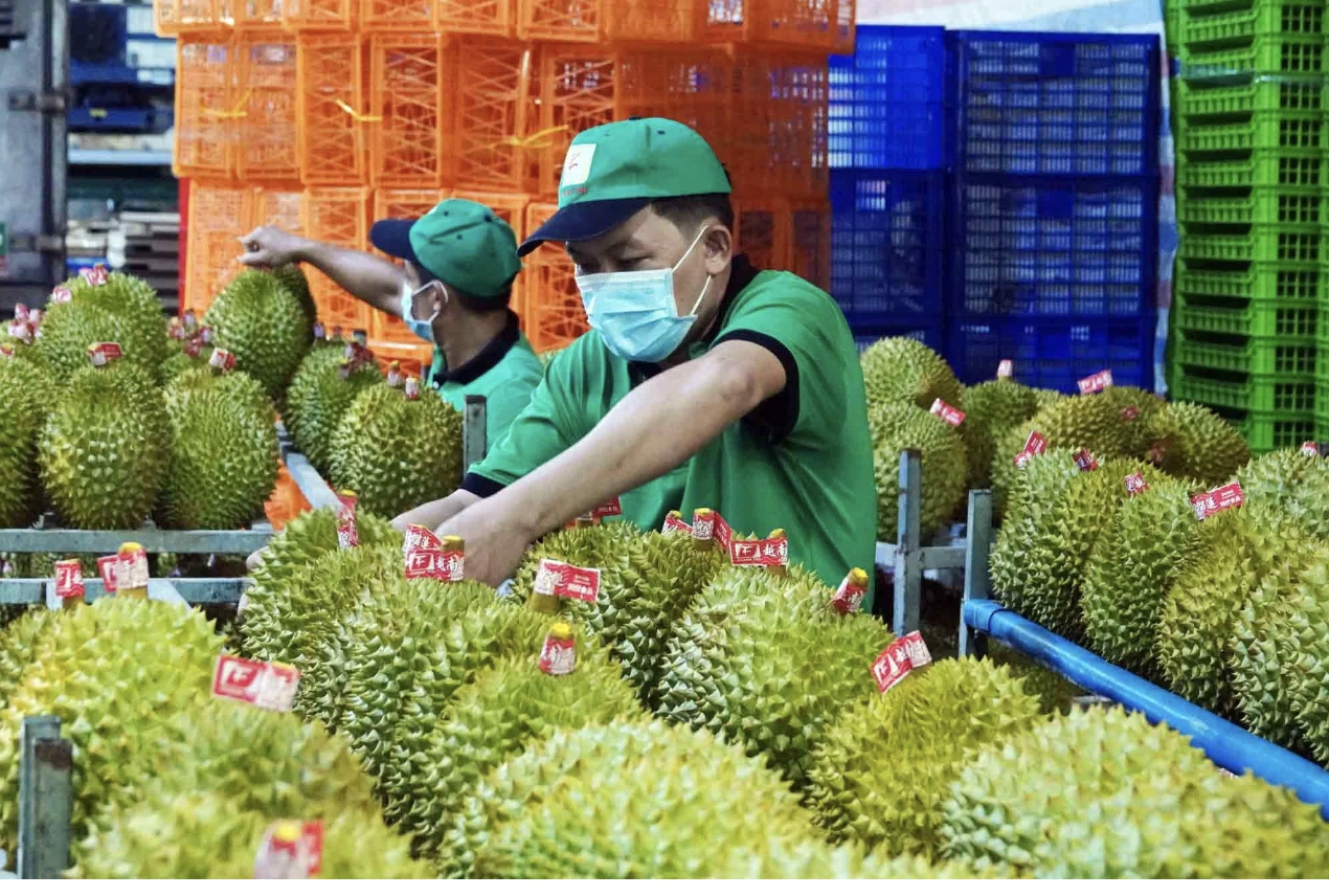 Xuất khẩu sầu riêng lập kỷ lục 4 tỉ USD, chiếm 'ngôi vương' ngành rau quả - Ảnh 2