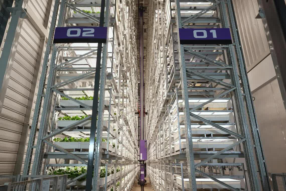 'Chung cư trồng rau' cao nhất thế giới ngay gần Việt Nam: rộng 2ha, công suất 2.000 tấn rau/năm, vận hành chỉn chu ngang nhà máy công nghệ cao - Ảnh 3