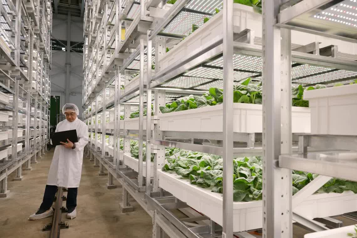 'Chung cư trồng rau' cao nhất thế giới ngay gần Việt Nam: rộng 2ha, công suất 2.000 tấn rau/năm, vận hành chỉn chu ngang nhà máy công nghệ cao - Ảnh 4