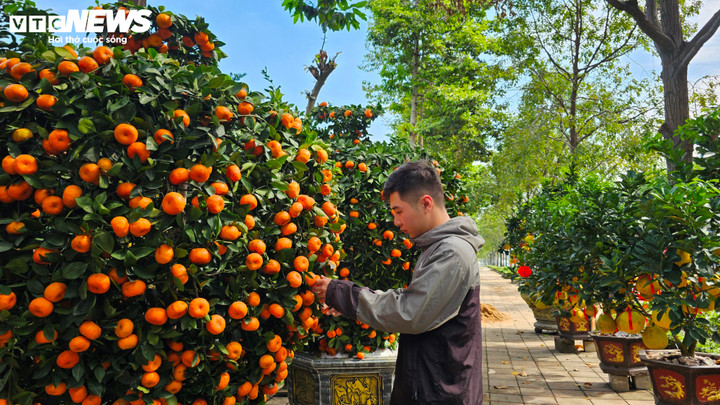 Bưởi Diễn 'đổ bộ' vào Nam sớm, giá tăng mạnh trước Tết - Ảnh 11