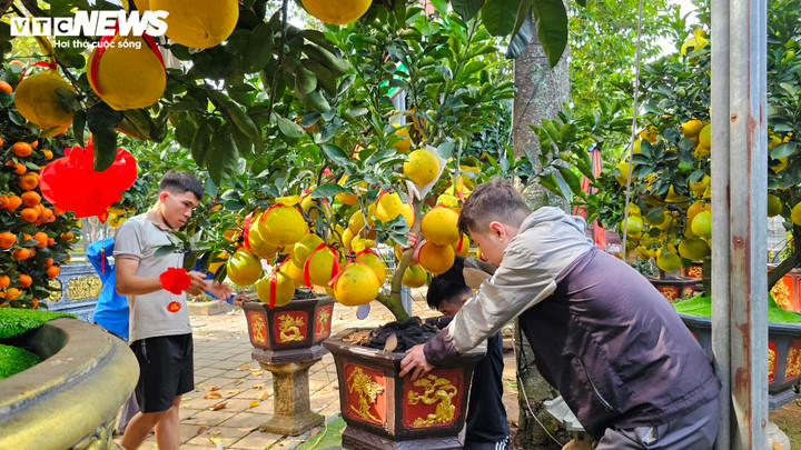 Bưởi Diễn 'đổ bộ' vào Nam sớm, giá tăng mạnh trước Tết - Ảnh 6