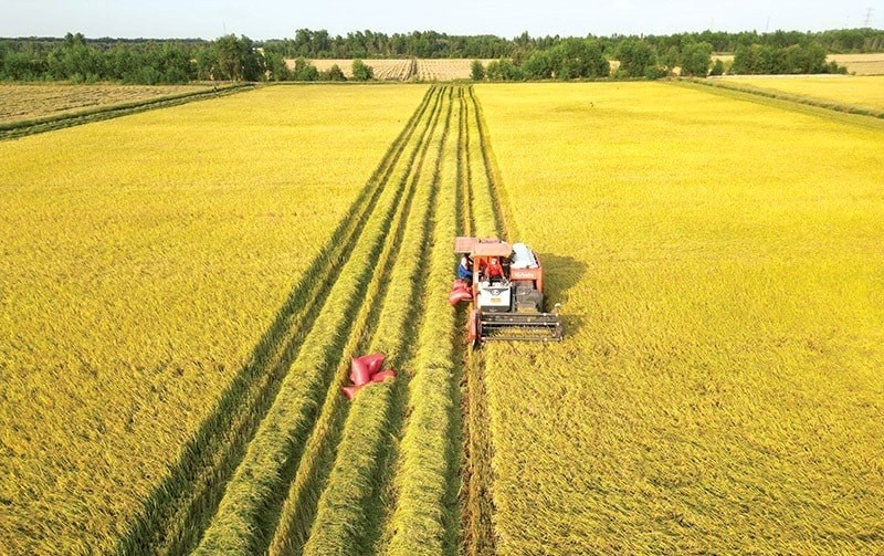 Phát minh của Trung Quốc làm rung chuyển ngành nông nghiệp: tạo giống lúa năng suất cao nhưng chi phí thấp, đã trồng gần 1 triệu ha - Ảnh 2