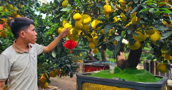 Bưởi Diễn 'đổ bộ' vào Nam sớm, giá tăng mạnh trước Tết