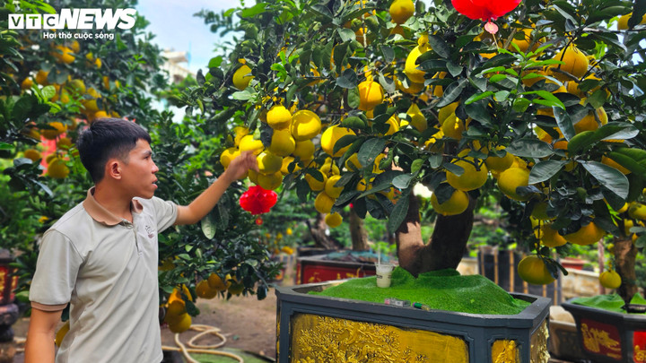 Bưởi Diễn 'đổ bộ' vào Nam sớm, giá tăng mạnh trước Tết - Ảnh 1