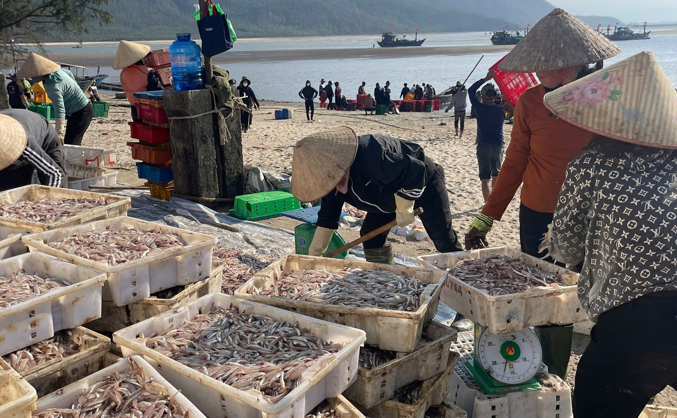 Ngư dân Hà Tĩnh trúng đậm ‘lộc biển’, thu tiền triệu mỗi ngày - Ảnh 5