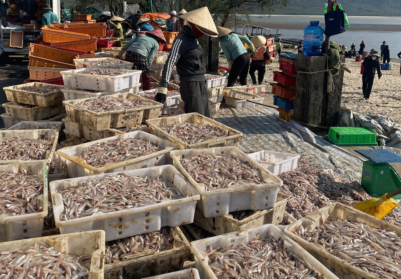 Ngư dân Hà Tĩnh trúng đậm ‘lộc biển’, thu tiền triệu mỗi ngày - Ảnh 7