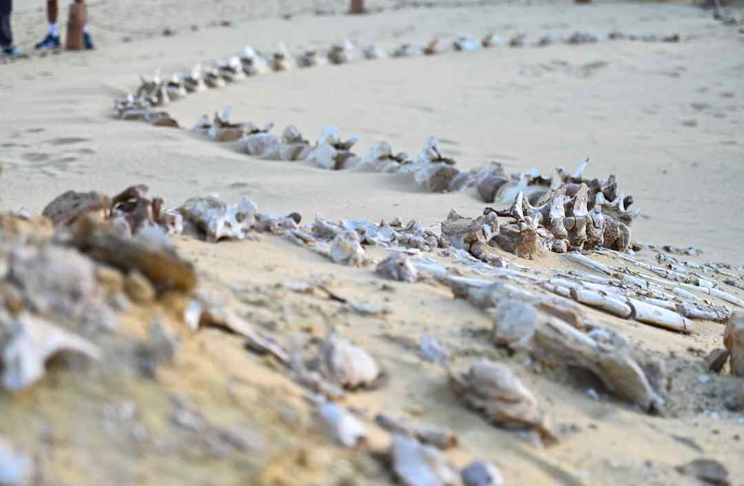 Thung lũng cá voi ở Ai Cập hé lộ hành trình tiến hóa kỳ lạ khi cá voi từng có chân và sống trên đất liền - Ảnh 1