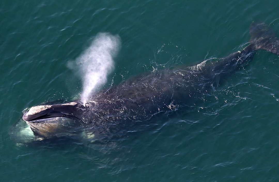 Thung lũng cá voi ở Ai Cập hé lộ hành trình tiến hóa kỳ lạ khi cá voi từng có chân và sống trên đất liền - Ảnh 3