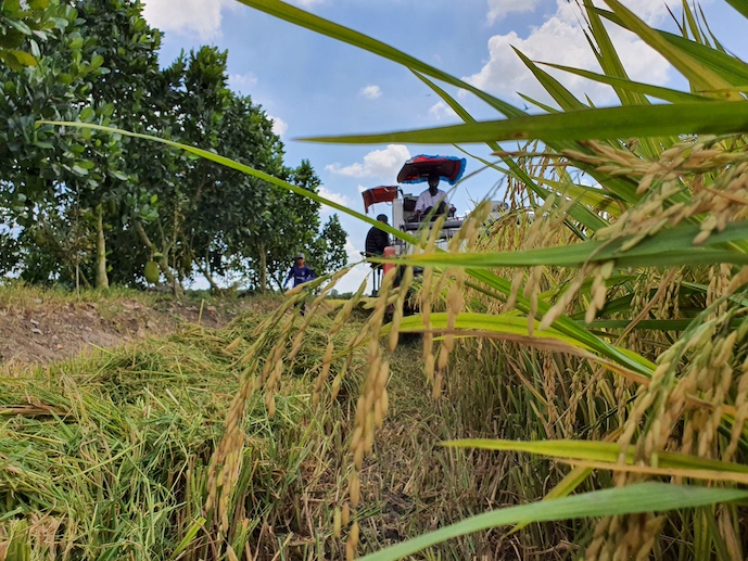 Giống lúa Việt Nam trồng trên đất Cuba tạo kỷ lục: Nông dân nói gì? - Ảnh 1